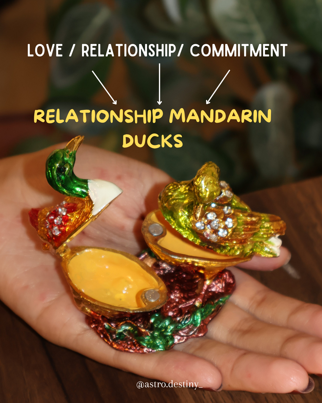 Relationship Mandarin Ducks